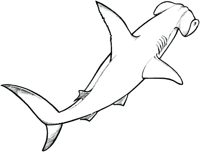 691x525 Drawings Of Hammerhead Sharks Hammer Head Shark Easy Steps To Draw