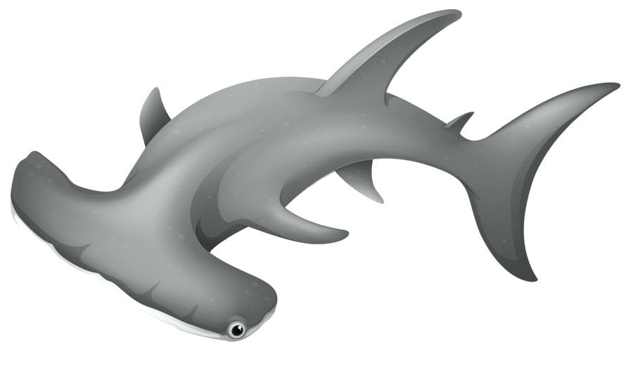 900x520 How To Draw A Hammer Head Shark Fun To Draw Hammerhead Shark