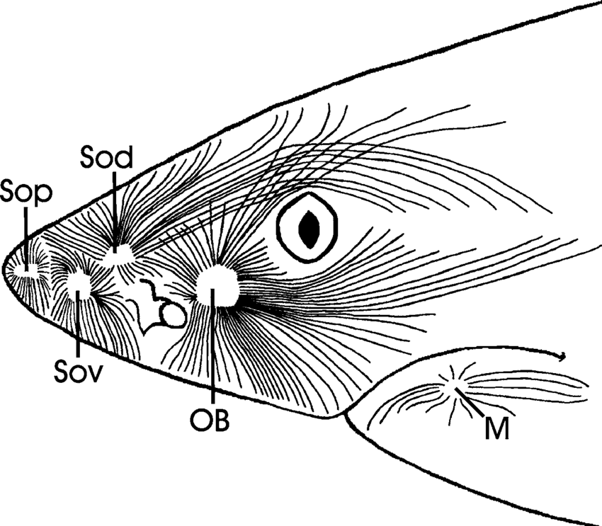 850x743 Lateral View Of The Head Of A Bull Shark, Carcharhinus Leucas