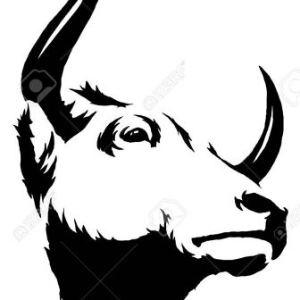 336x336 Bull Shark Drawing Step