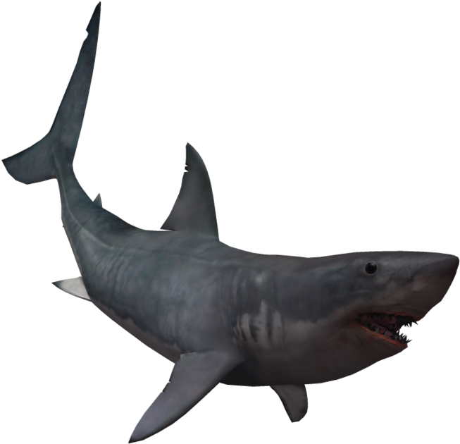 653x630 Drawing Shark Real Transparent Png Clipart Free Download