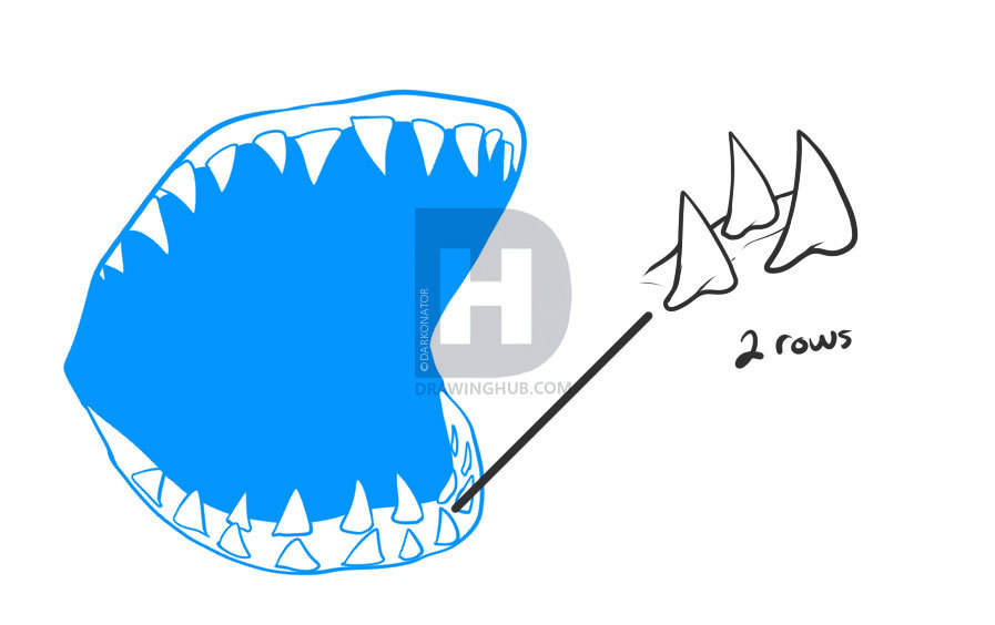 897x564 How To Draw A Shark, Step