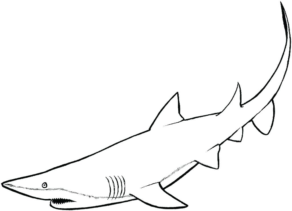 1024x740 How To Draw A Great White Shark For Kids