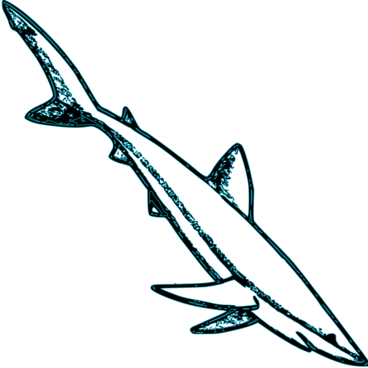 750x750 Drawing Shark Line Transparent Png Clipart Free Download
