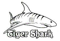 228x156 Drawing Shark Tiger Transparent Png Clipart Free Download