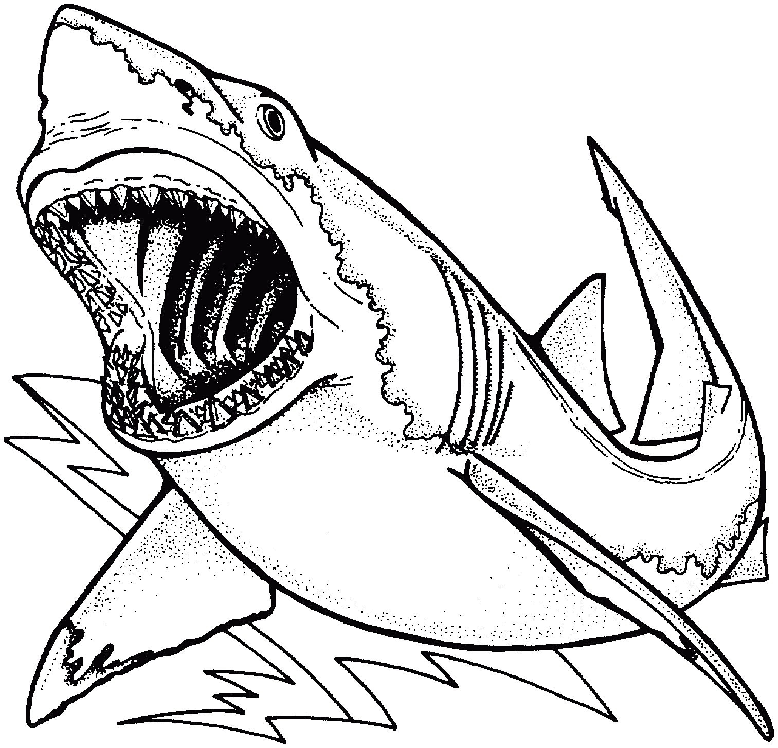 Shark Line Drawing | Free download on ClipArtMag