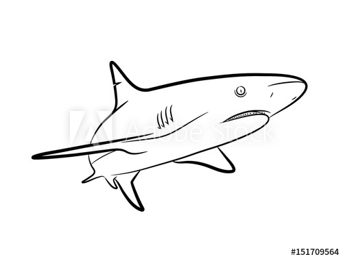 500x378 Shark Line Art, A Hand Drawn Vector Cartoon Illustration