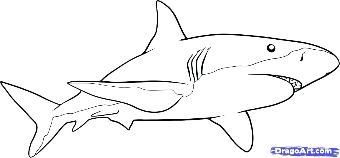 1154x538 Shark Drawings Shark Outline Drawing Shark Drawings Images Zupa