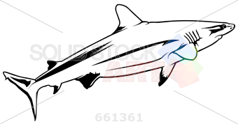 340x178 Stock Illustration Of Vector Black Outline Drawing Of Shark On White