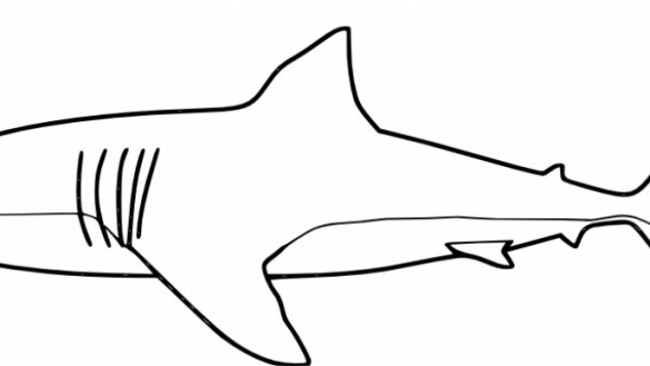 Shark Outline Drawing | Free download on ClipArtMag
