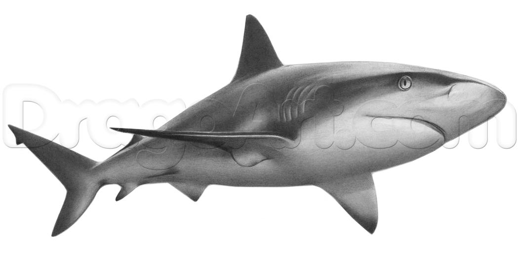 1051x514 Draw A Realistic Shark, Step