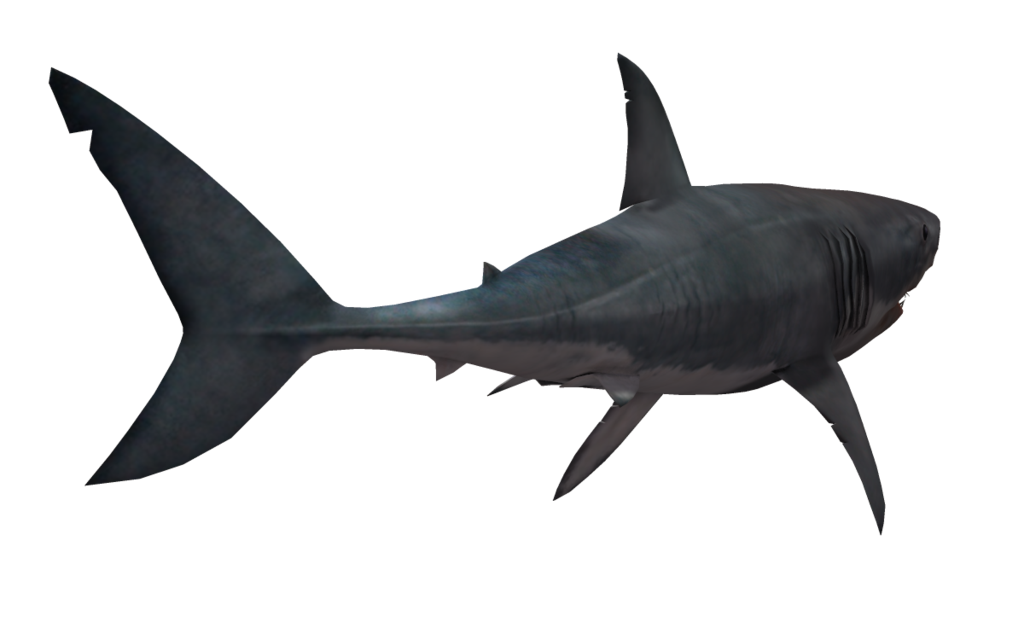 1024x639 Drawing Shark Realistic Transparent Png Clipart Free Download