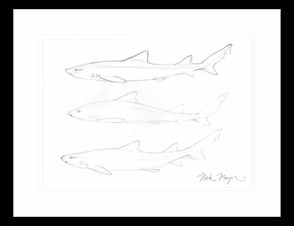 1024x788 Unique Shark Sketch Pictures