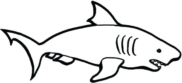 Shark Pencil Drawing | Free download on ClipArtMag