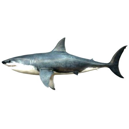 450x450 Megalodon Drawings Zupa