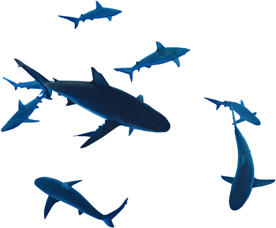 900x745 Drawing Shark Galapagos Transparent Png Clipart Free Download