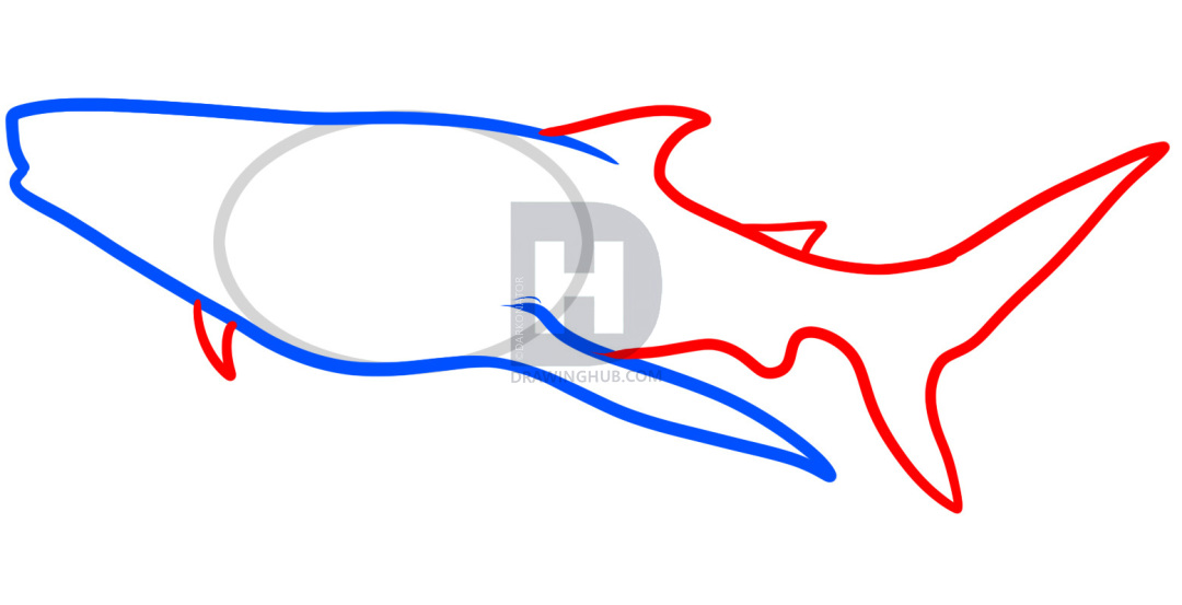 1080x553 How To Draw A Whale Shark, Whale Shark, Step
