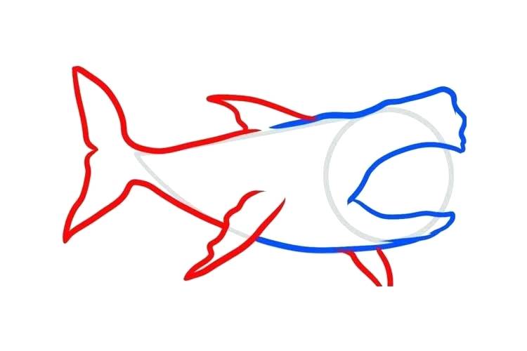 750x500 How To Draw Megalodon How To Draw Megalodon From Hungry Shark