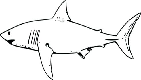 Shark Tail Drawing | Free download on ClipArtMag