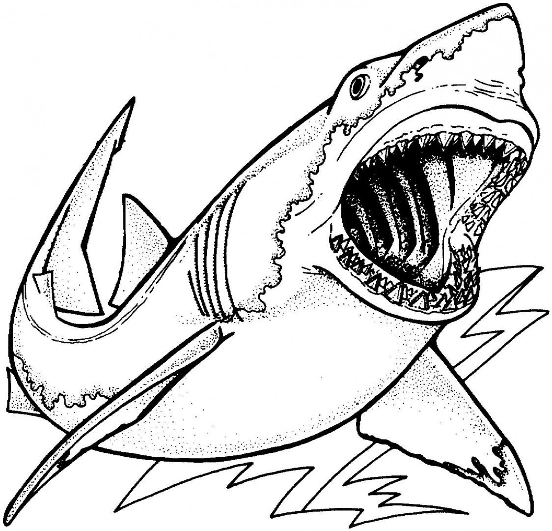 Shark Tooth Drawing