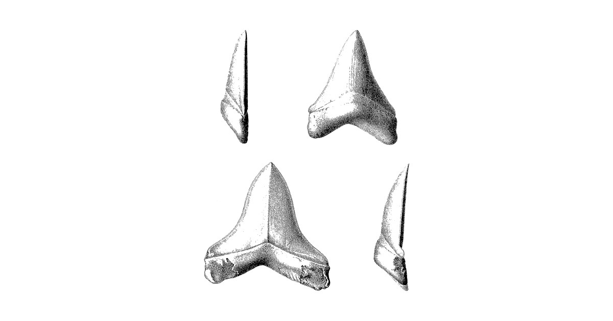 Shark Tooth Drawing | Free download on ClipArtMag