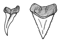 200x141 Shark Teeth Drawing