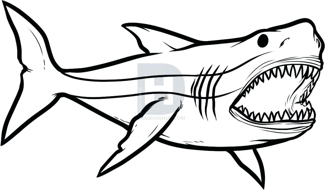 1080x633 How To Draw A Shark Step