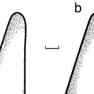 320x320 apical tip of the drawing represented in fig a completed