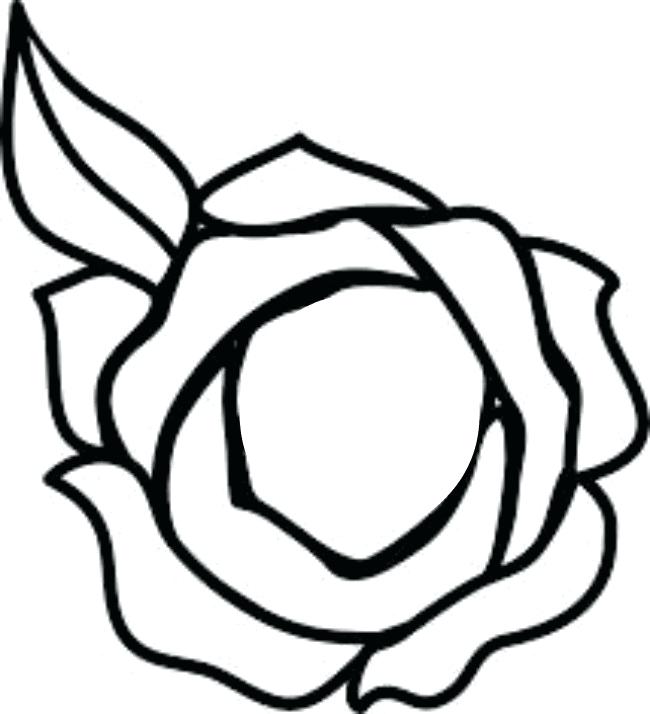 650x714 Roses Drawn