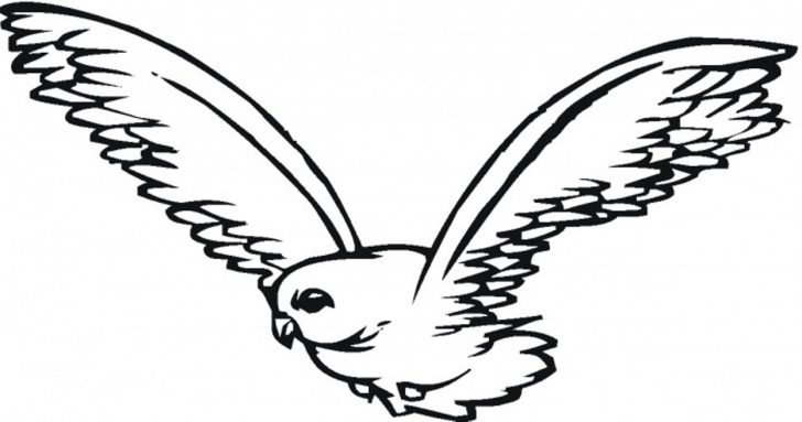 728x383 Cardinal Bird Drawing Tumblr Art Directed Step Winter Simple