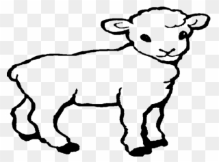 320x237 Drawing Sheep Kid