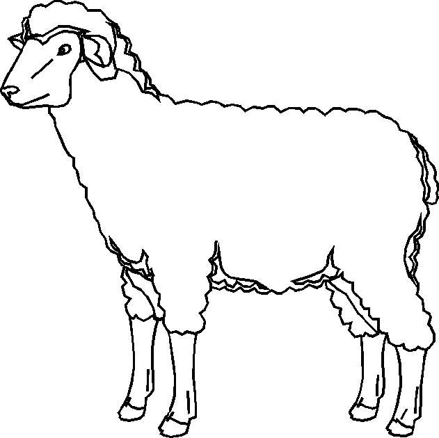 631x630 Sheep