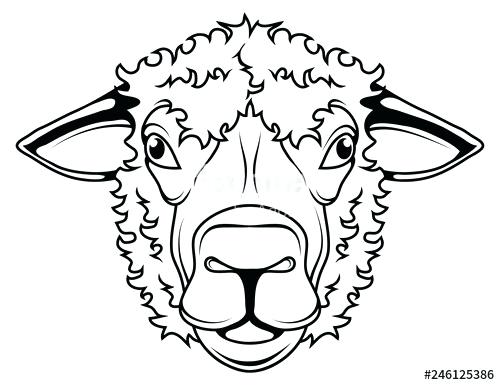 500x385 Sheep Face Drawing