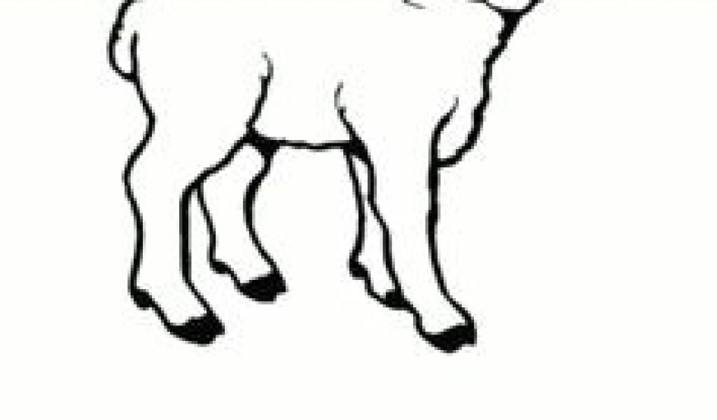 1024x600 Drawing Of A Lamb S Heart Best Lambs Sheep Images Sheep Drawing