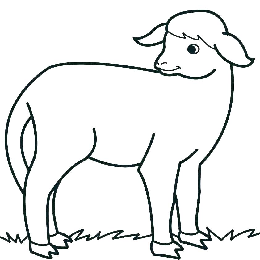 842x842 Coloring Pages Of Sheep