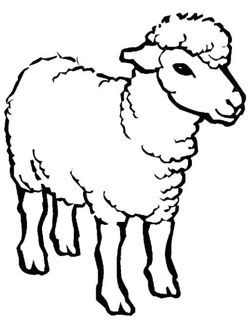 512x669 Draw Lamb Draw Lamborghini Car