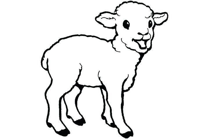720x480 Huge Collection Of 'lamb Line Drawing' Download More Than