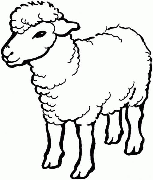 510x600 Lamb Outline Drawing