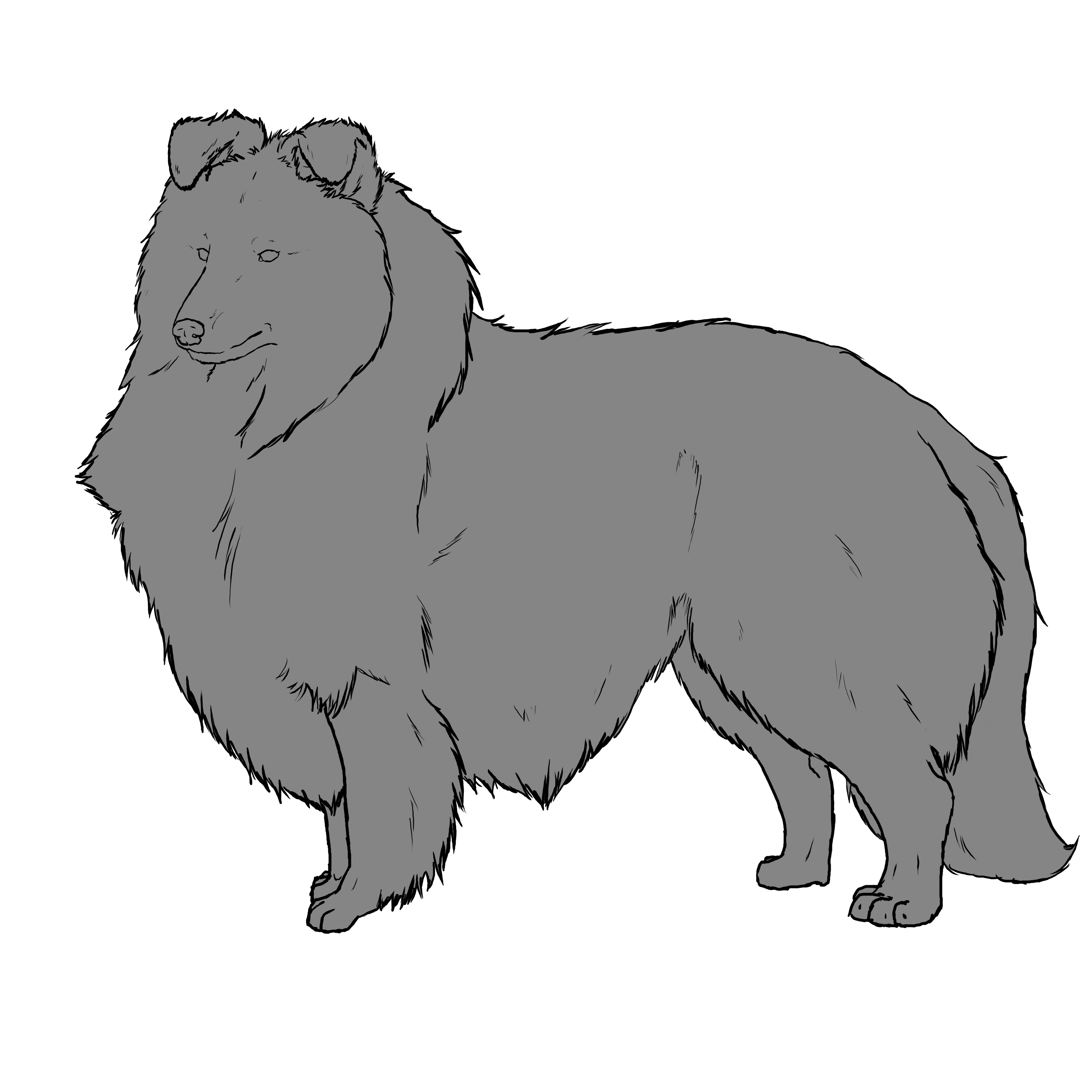 4000x4000 free shetland sheepdog lines