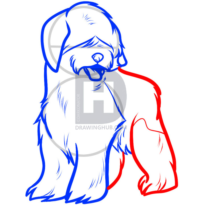 720x720 how to draw a sheepdog, sheepdog, step