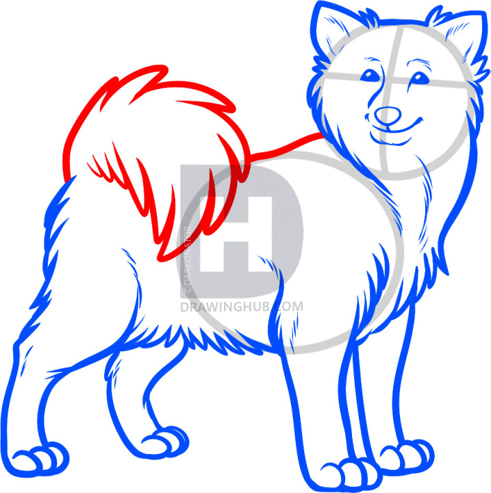 717x720 how to draw an icelandic sheepdog, icelandic sheepdog, step