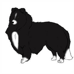 250x250 shetland sheepdog