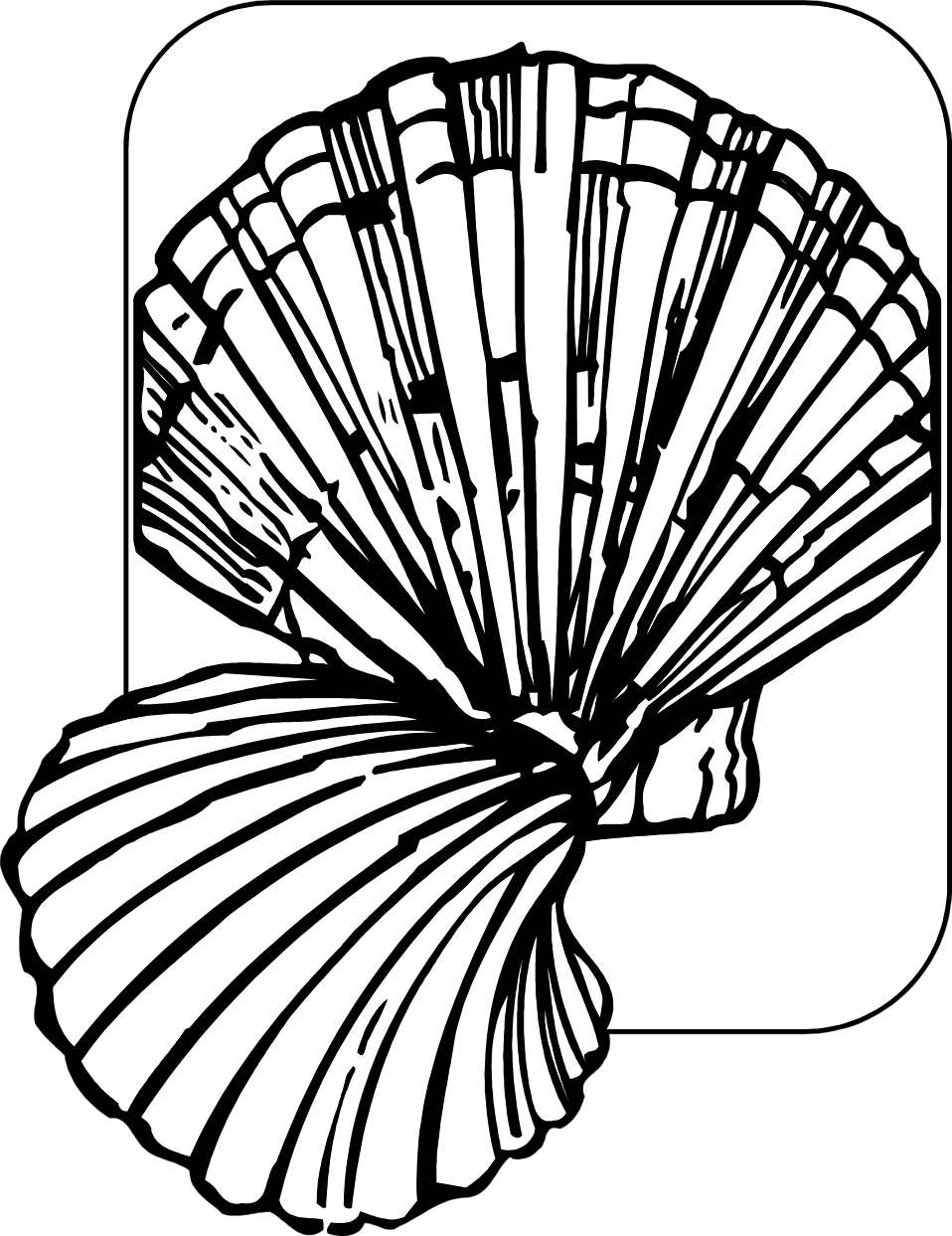 958x1243 Drawing Shell Seashell Transparent Png Clipart Free Download