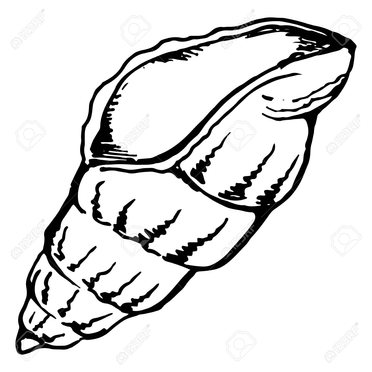 1300x1300 Huge Collection Of 'shell Line Drawing' Download More Than