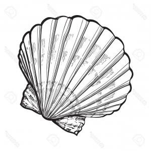 300x300 Photostock Vector Scallop Sea Shell Sketch Style Vector