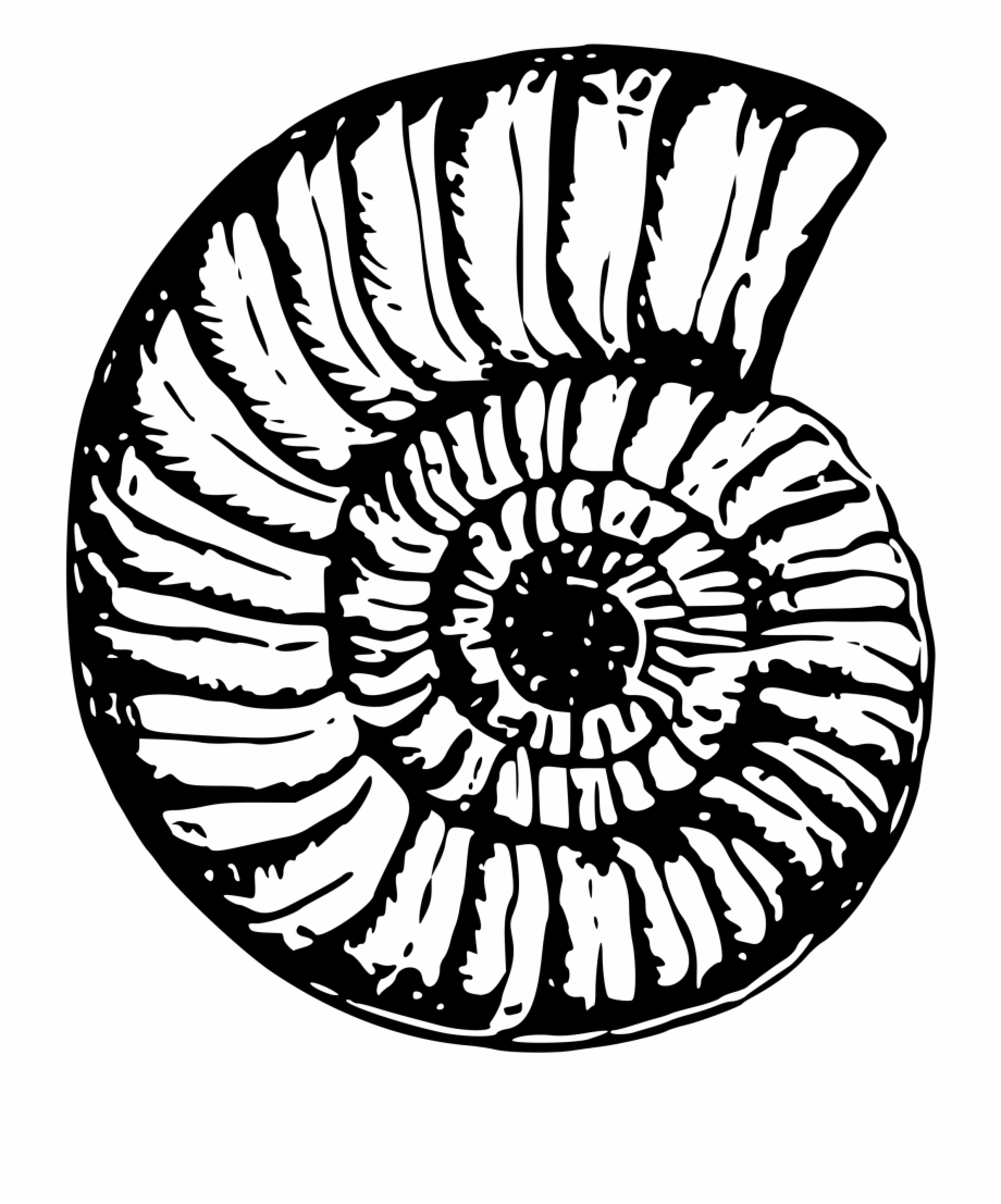 920x1107 This Free Icons Png Design Of Sea Shell