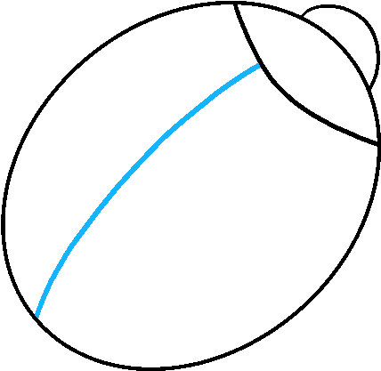 428x417 Drawing Shell Easy Clipart