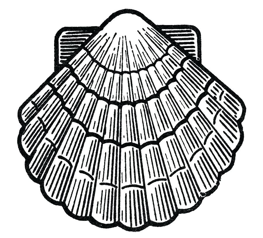 900x817 seashell drawing seashell seashell drawing easy