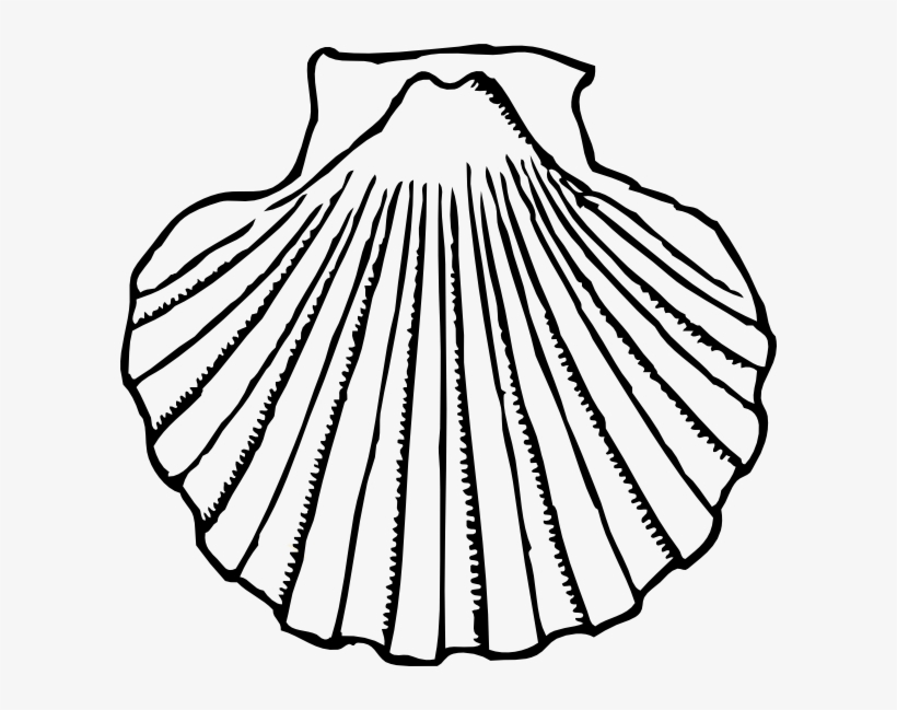 820x649 Seashell Shells Clipart Clipart