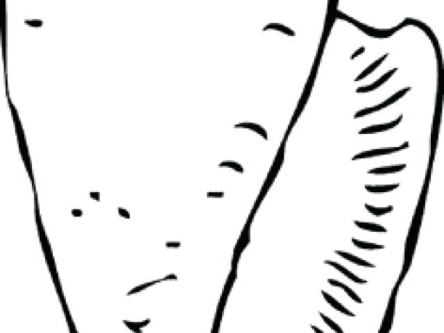 640x480 How To Draw A Conch Shell